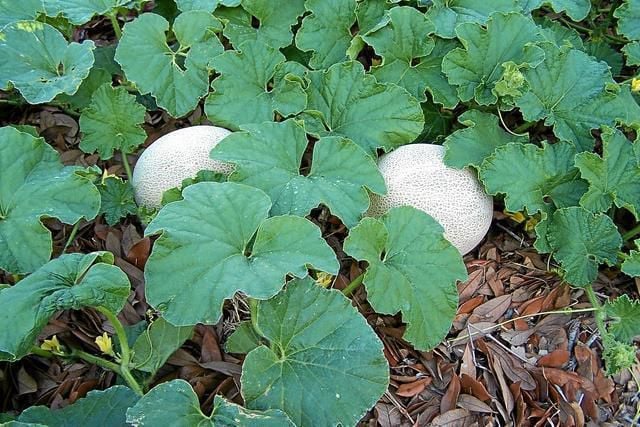 Cantaloupe (Muskmelon) Good anyway you slice it | Home And Garden victoriaadvocate.com