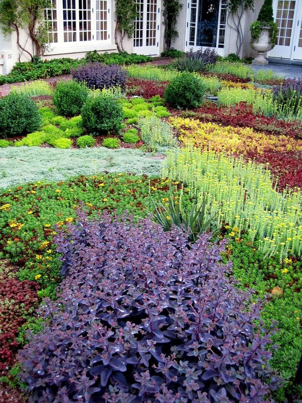 colorful thyme ground cover plants in birmingham al