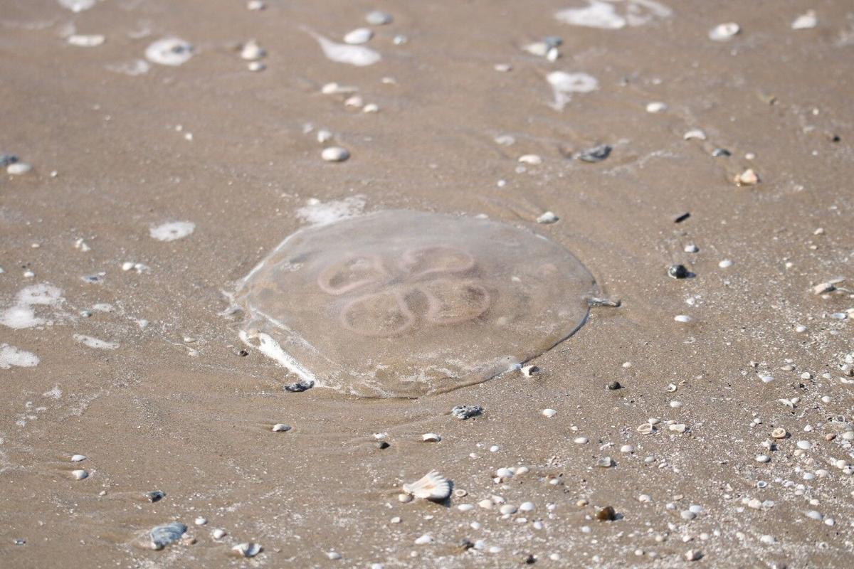 Nature Notes Moon Jellyfish One Of Nature S Marvels Local News Victoriaadvocate Com