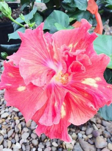 Gardeners' Dirt: Exotic hybrid hibiscus