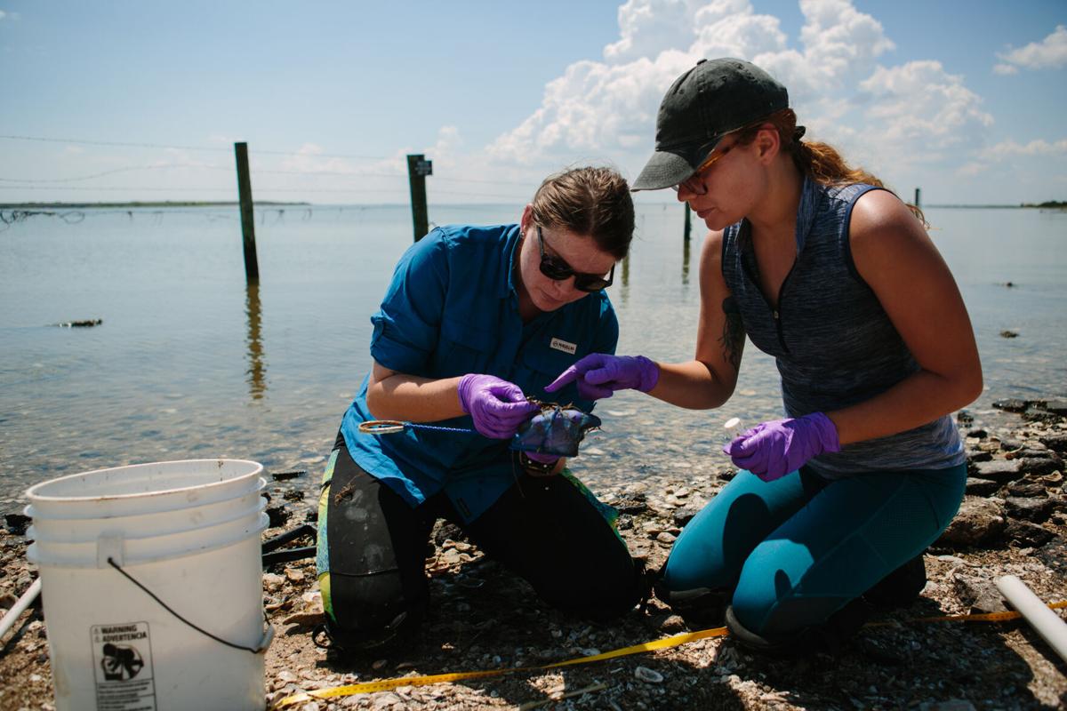 Researchers study relationship between plastics, mercury in local bays
