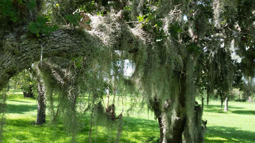 For those who have bought Spanish Moss. This is what it looks like