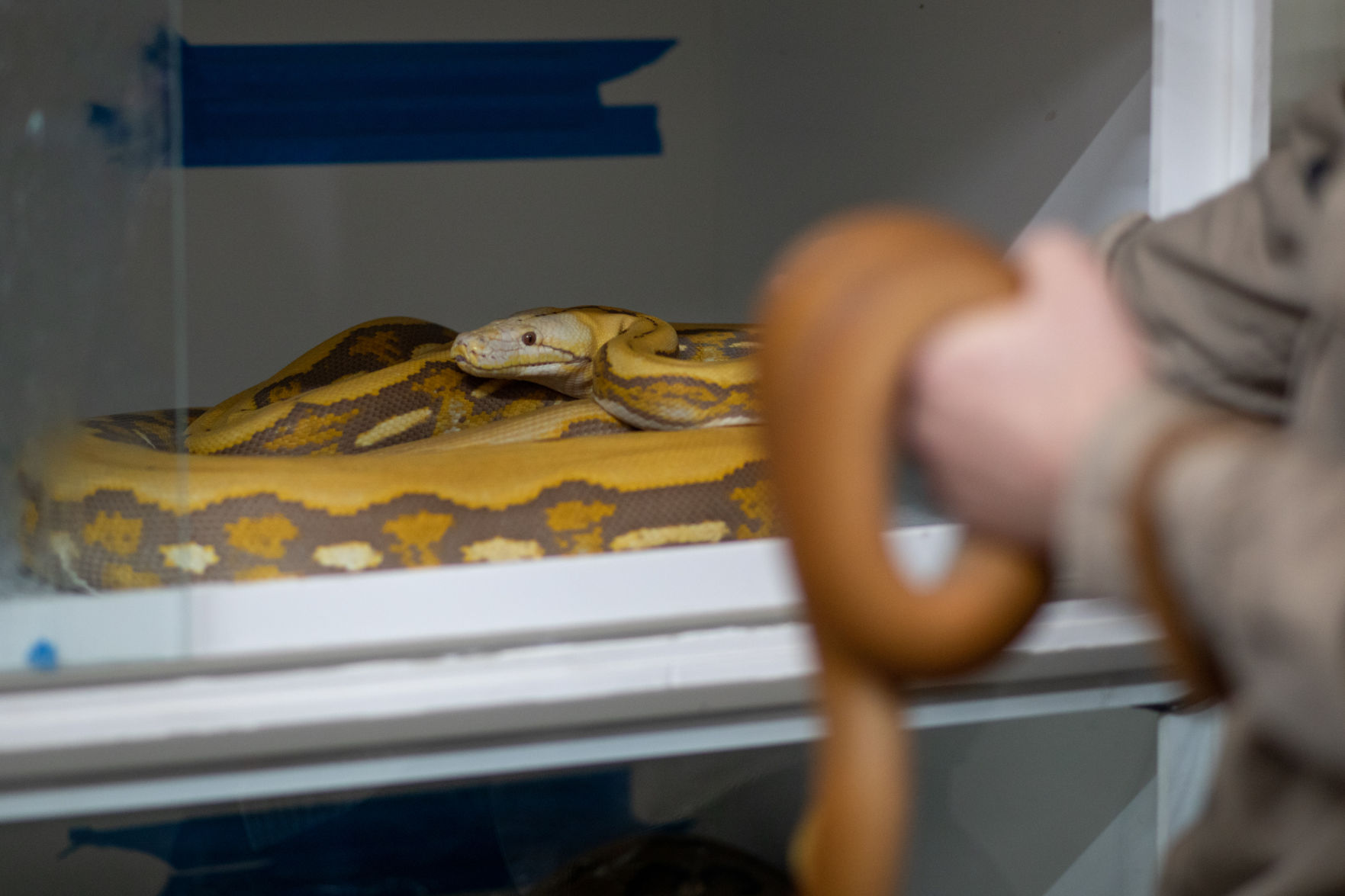 snake escape from cage