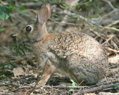 Cottontails Jackrabbits And Hares Found Throughout Texas Home And Garden Victoriaadvocate Com