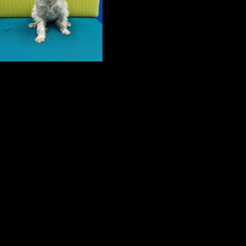 Meet featured adoptable pets at SPCA of East Texas June 2-8, 2025 | State