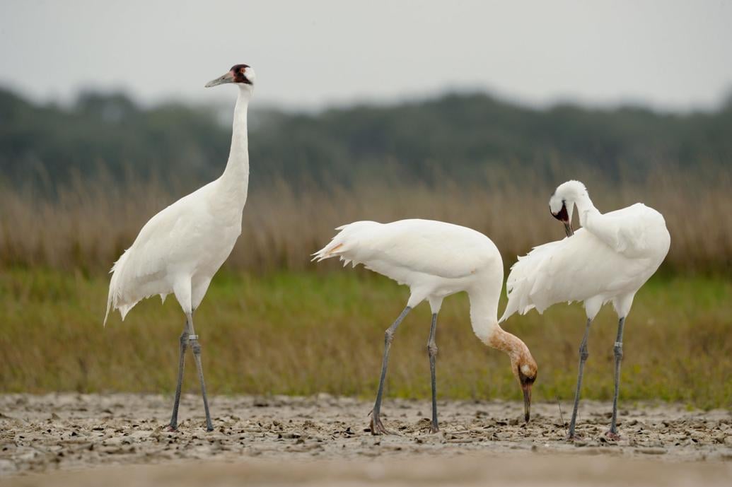 Endangered whooping crane population stable, expanding range Local