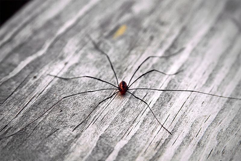 ZOO-ology column: Daddy-longlegs mistaken for spiders, insects