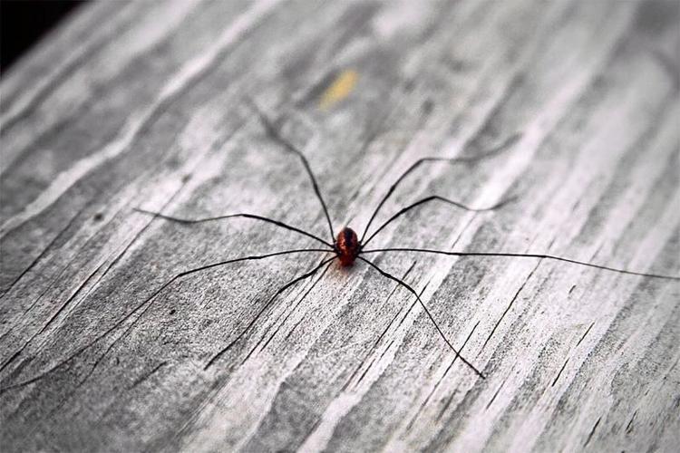 6 Surprising Characteristics Of The Daddy Long Legs