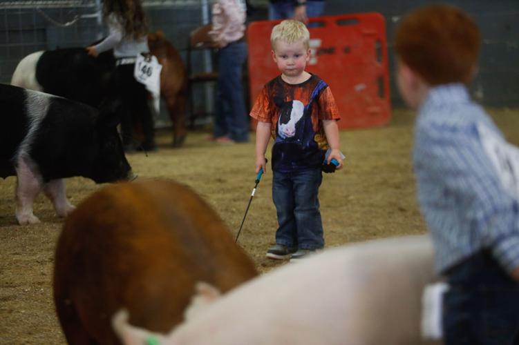 Gallery Victoria Livestock Show day 3 Multimedia