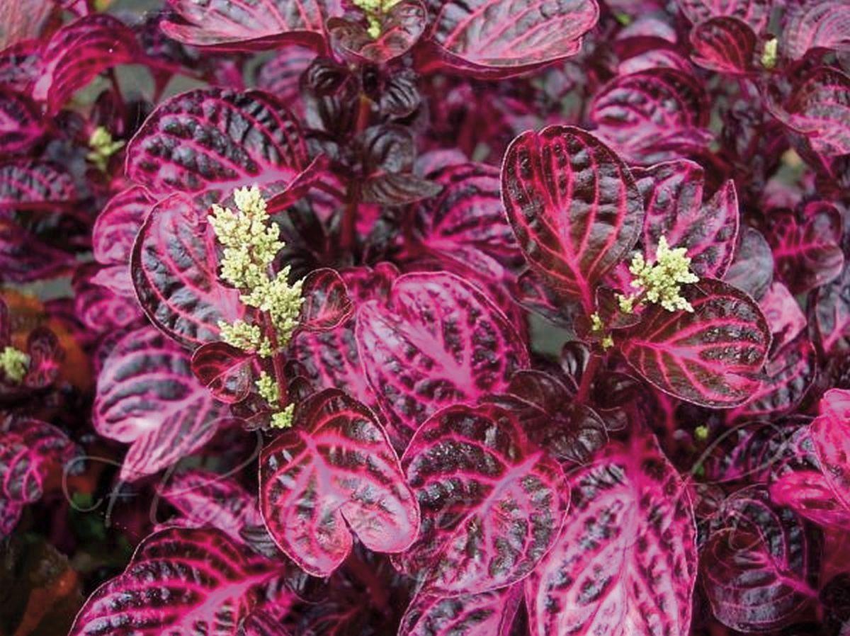 Iresine Make Striking Beefsteak For Landscapes Home And