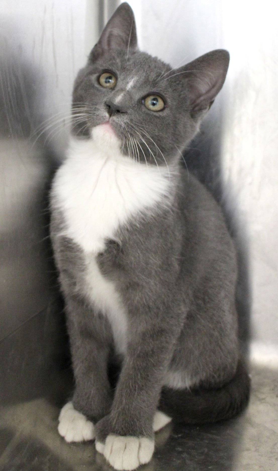 gray and white domestic shorthair