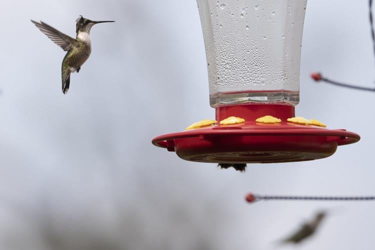 Folks flock to Rockport for hummingbird migration Local News