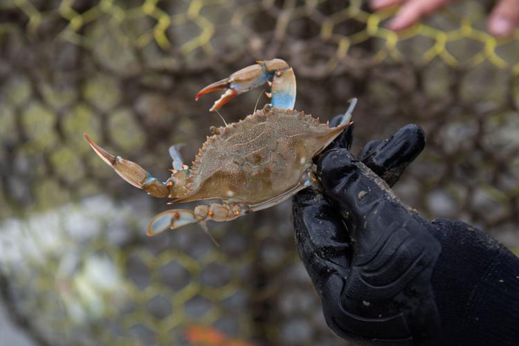 Volunteers sweep coastal waters for abandoned crab traps