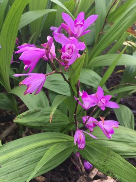 Growing Orchids In The Ground Home And Garden Victoriaadvocate Com