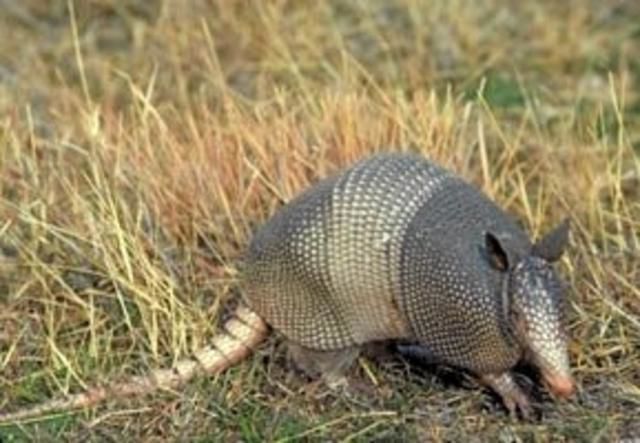 The Amazing Armadillo prefers warm weather and digging