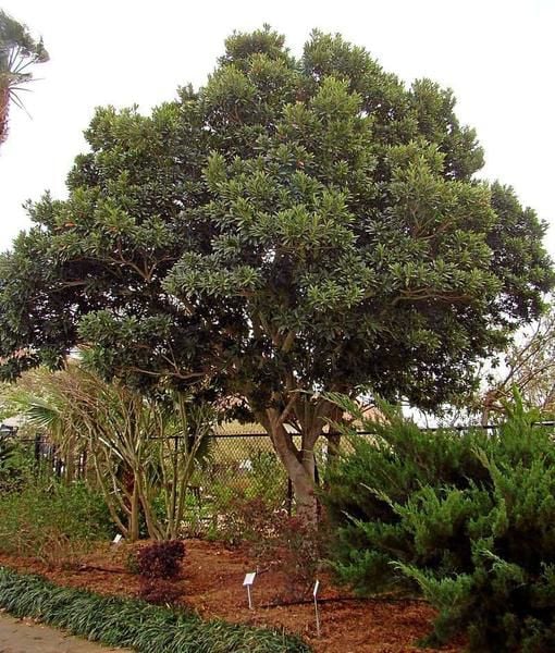 Japanese blueberry tree poisonous to sale dogs