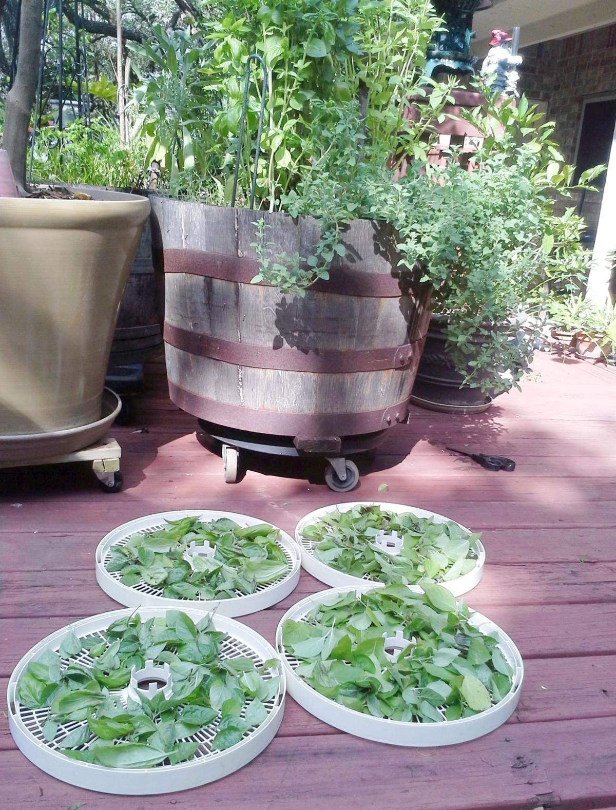 Try Your Hand At Wine Barrel Herb Gardening Home And Garden Try Your Hand At Wine Barrel Herb Gardening