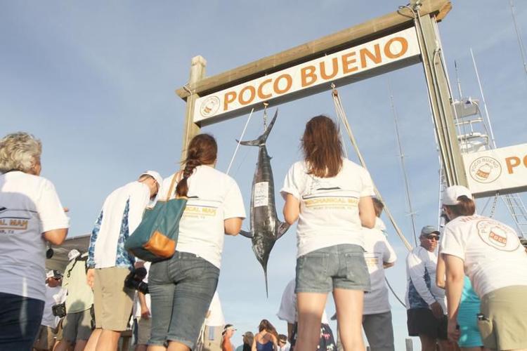 First blue marlin of Poco Bueno (video) Entertainment