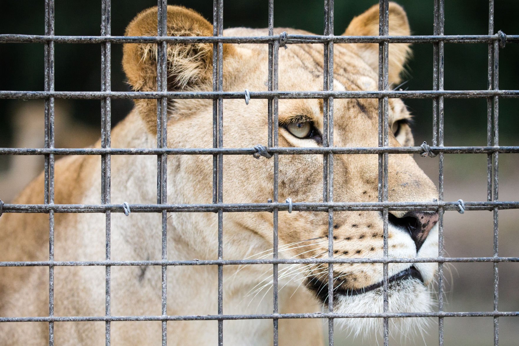 Should Animals Be Kept In Zoos Local News Victoriaadvocate Com   5a8e931a914d6.image 