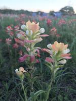 Wildflowers 2019: Pale Paintbrush in Old Moulton Cemetery