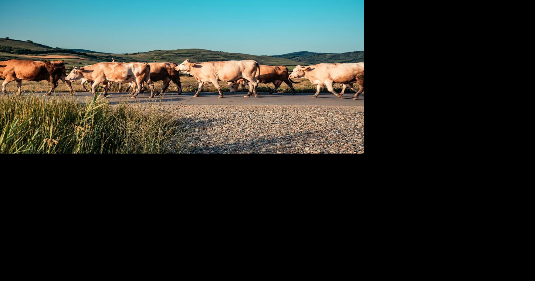 What Animals Can Kill You