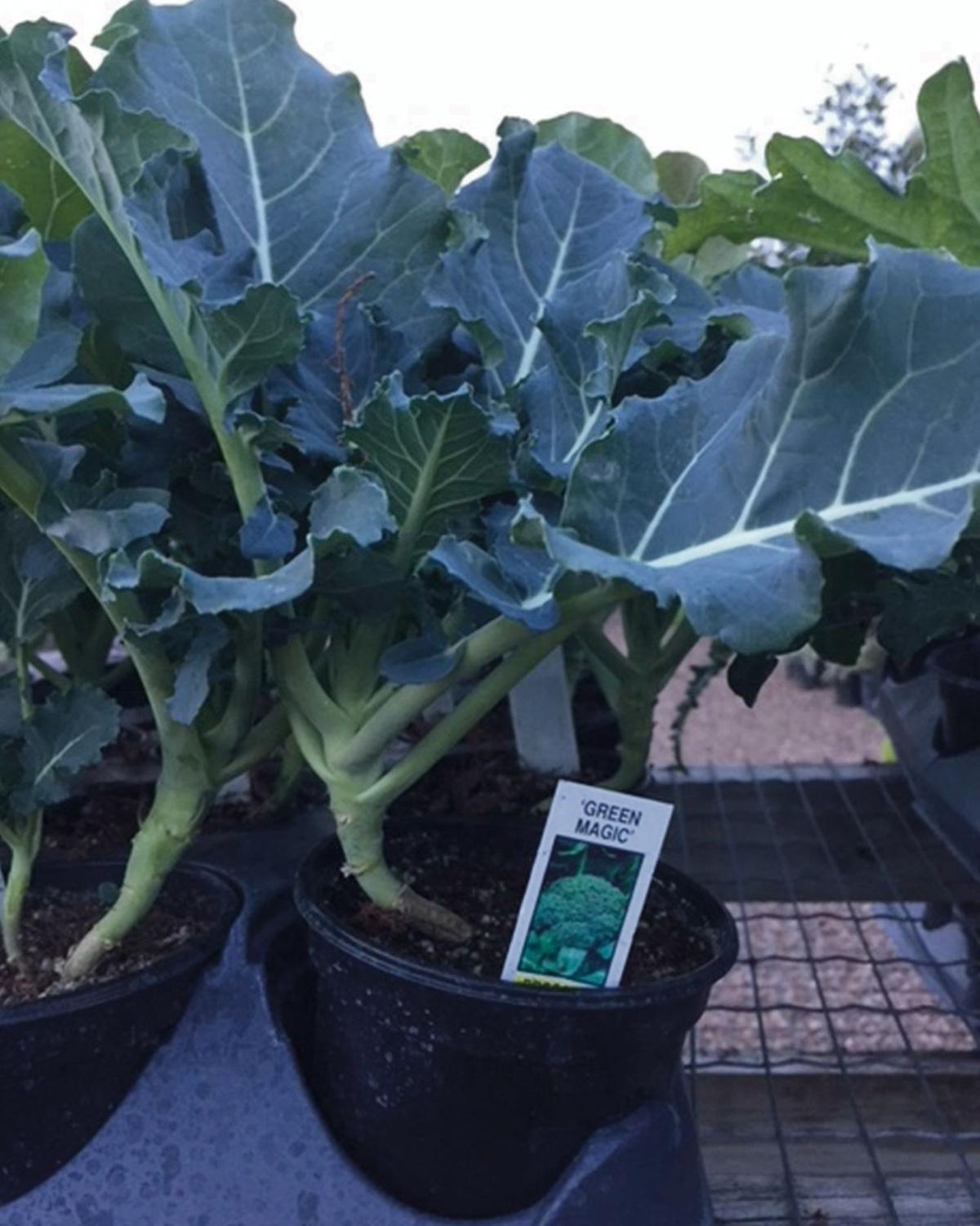 The Gardeners Dirt Late Winter Tips For Victoria Gardeners