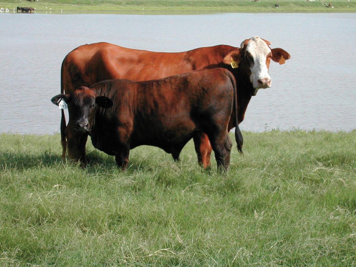 Producing An Ideal Feeder Calf Agriculture Victoriaadvocate Com