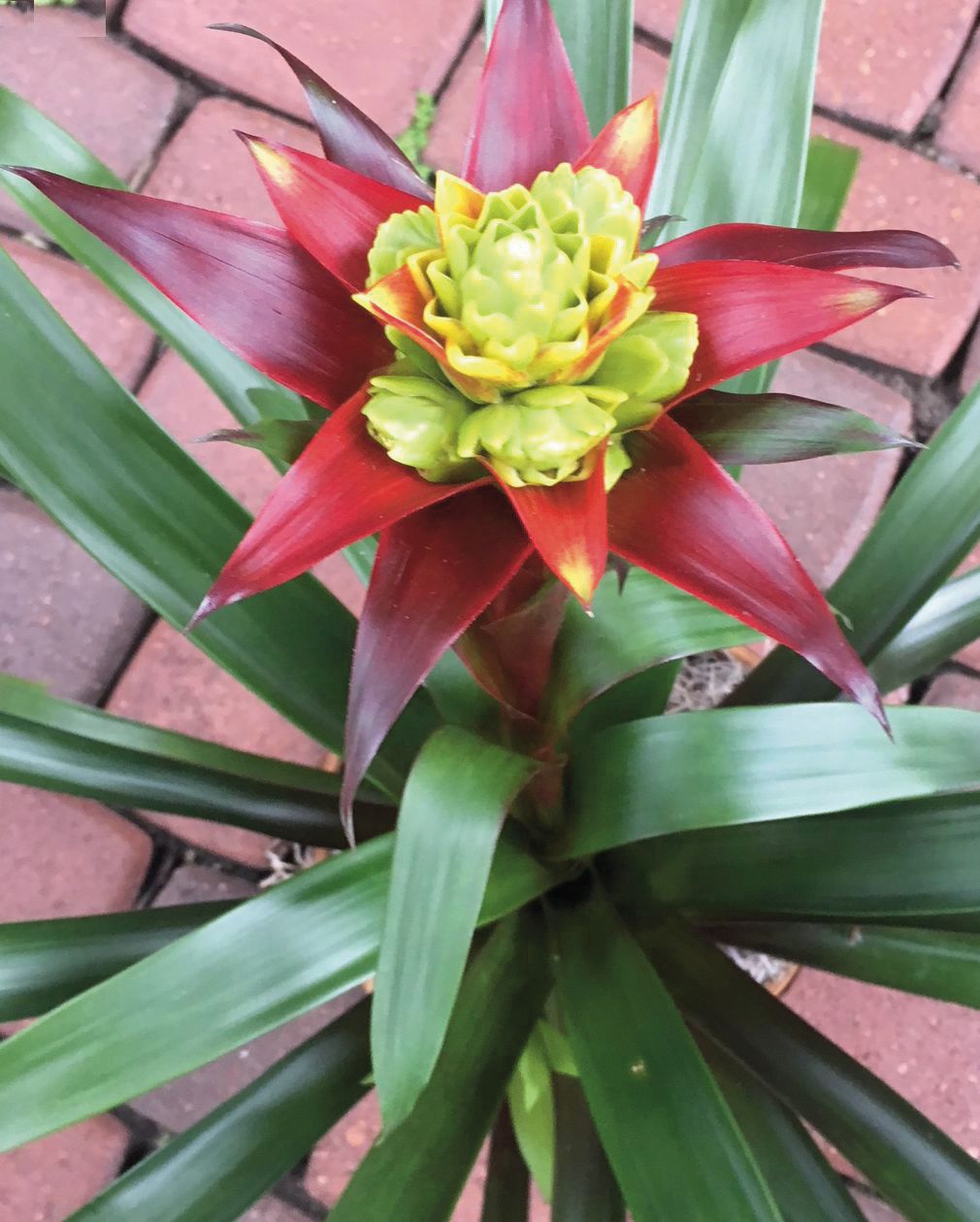 Bromeliads A Special Plant For That Special Someone Home And Garden Victoriaadvocate Com