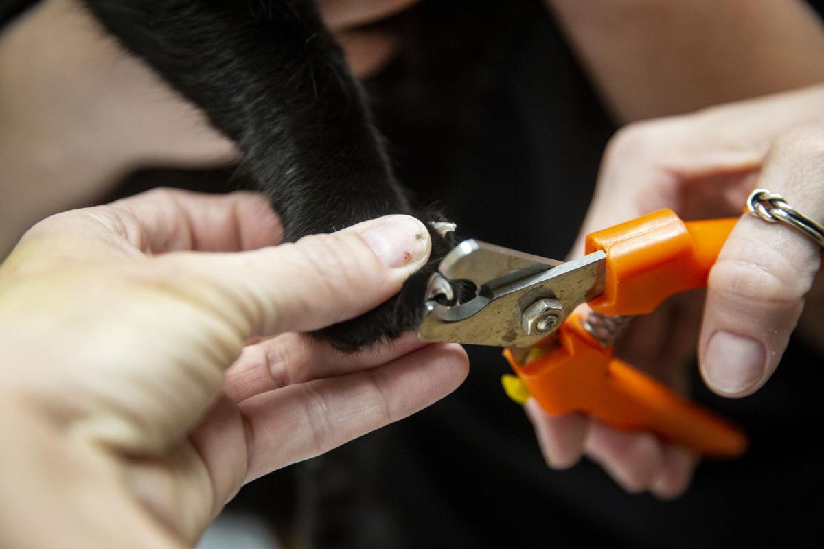 Veterinarian Declawing Cats Should Be Last Ditch Option Local News Victoriaadvocate Com