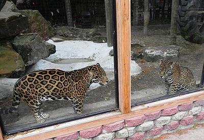 Texas Zoo Introduces Female Jaguar To Jax S Exhibit Entertainment Victoriaadvocate Com