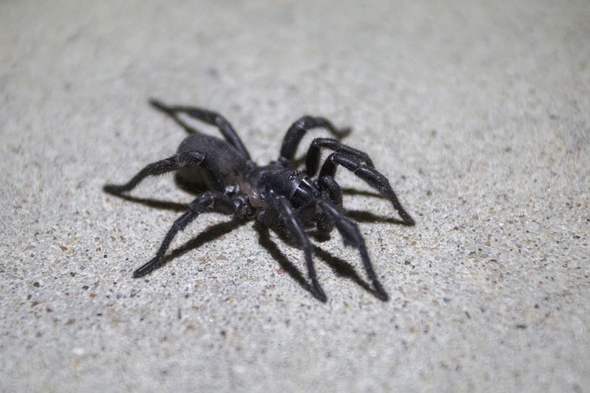 Spider Mating Season Creeps Out Crossroads Residents Goliad