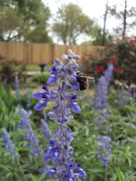 Gardeners Dirt Help Bee Population By Planting Colors Variety Of Flowers They Love Home And Garden Victoriaadvocate Com