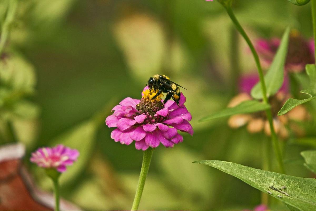 Gardeners Dirt Help Bee Population By Planting Colors Variety Of Flowers They Love Home And Garden Victoriaadvocate Com