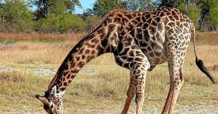 ZOO-ology: Giraffe heart spans 2 feet, weighs 25 pounds | Entertainment |  