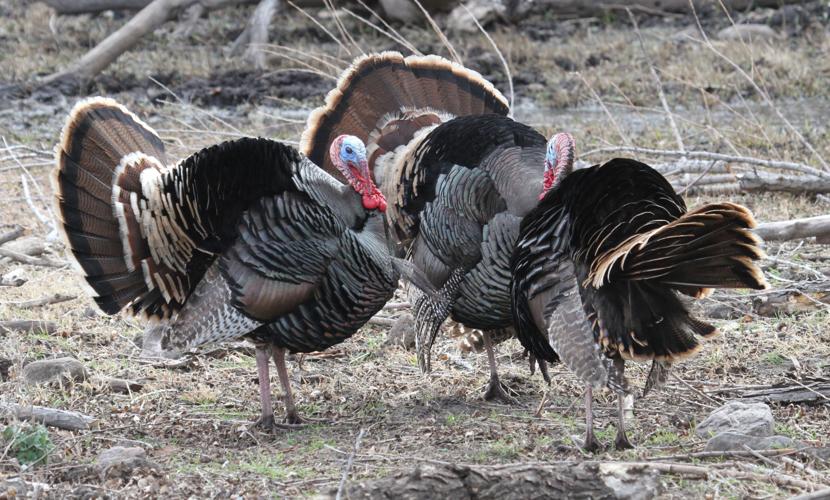 Gobble, gobble, get ready for turkey | Local News 