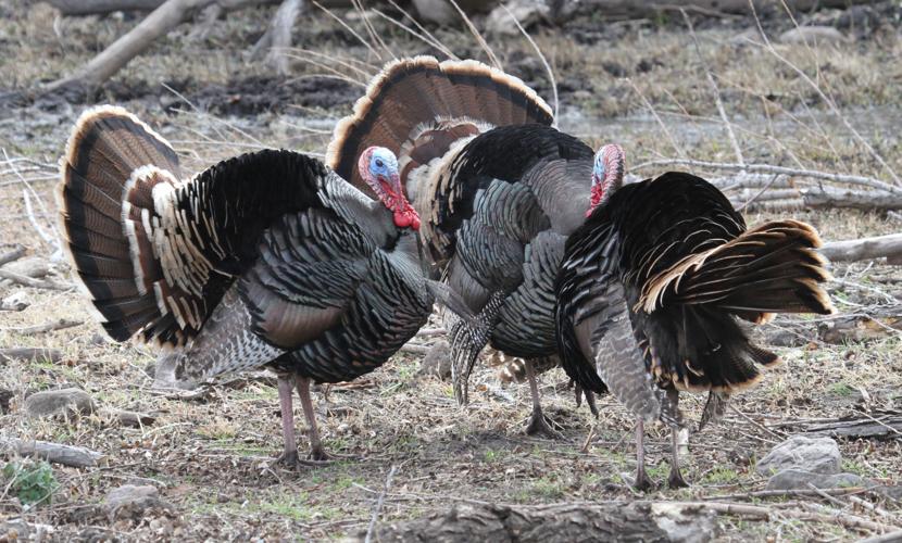 Gobble, gobble, get ready for turkey | Local News Gobble, gobble, get ready for turkey | Local News