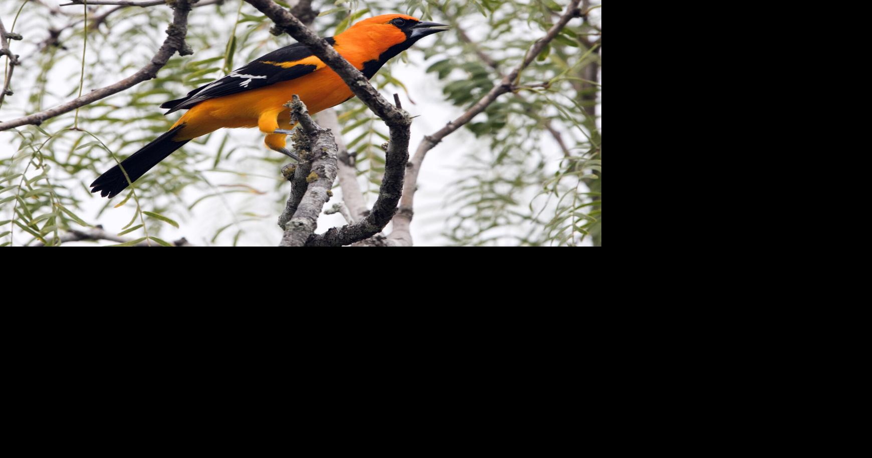 Colorful Baltimore orioles are back in Texas
