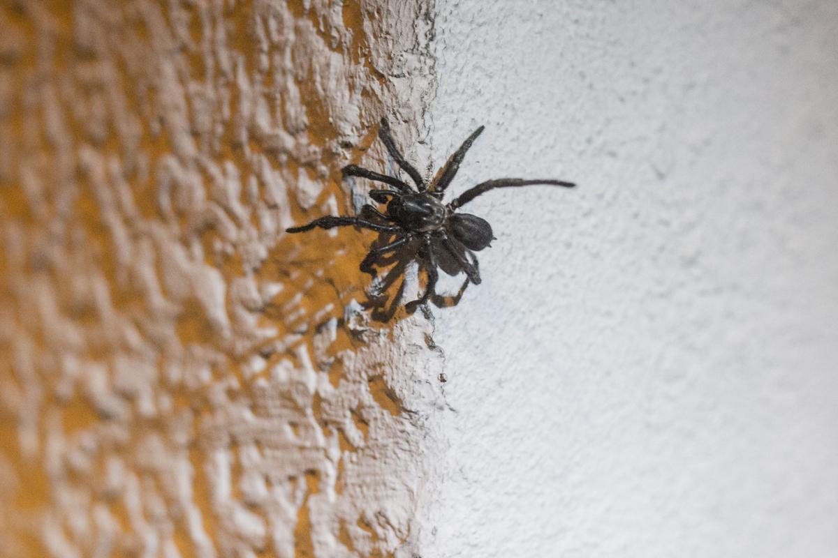 Spider Mating Season Creeps Out Crossroads Residents Goliad
