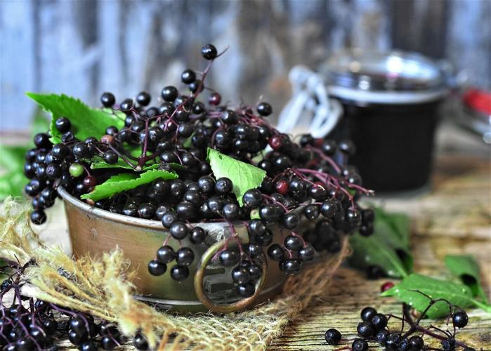 Elderberry Abundance.jpg