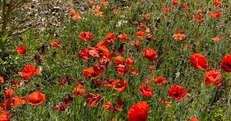 Master Gardeners: Going from lazy to seed | Home And Garden Master Gardeners: Going from lazy to seed | Home And Garden