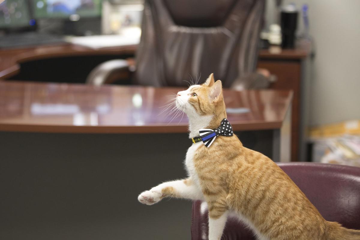 Port Lavaca Police Department Recruits Cat To Scratch Out Crime