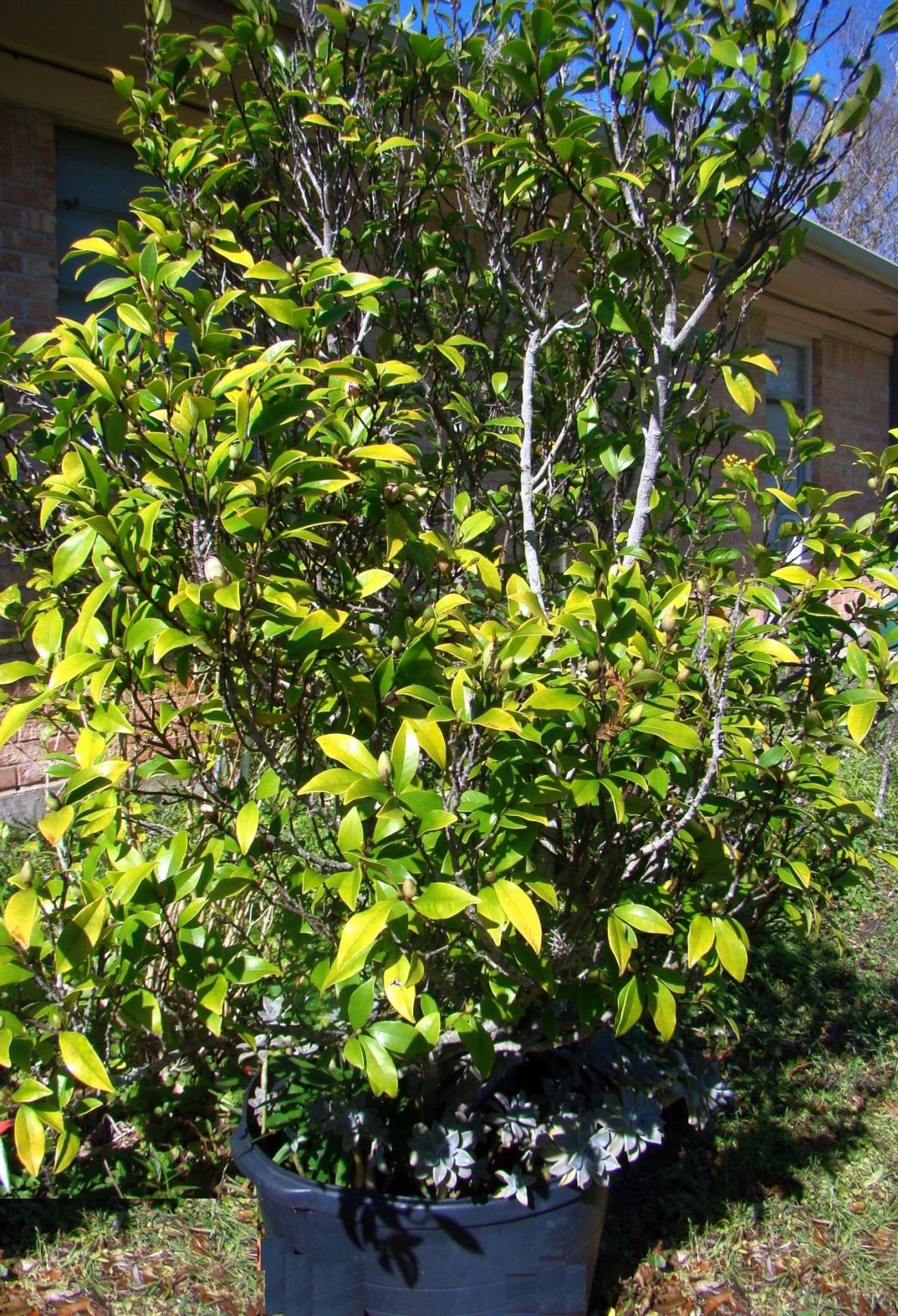 banana bush tree