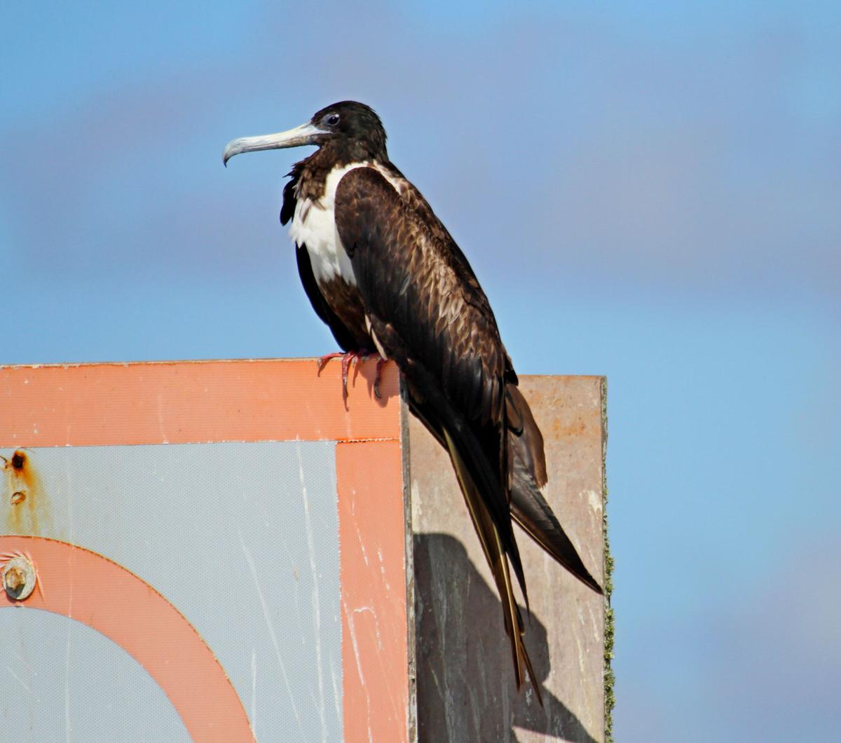 Magnificent Frigatebird Is A Sight To See Local News Victoriaadvocate Com