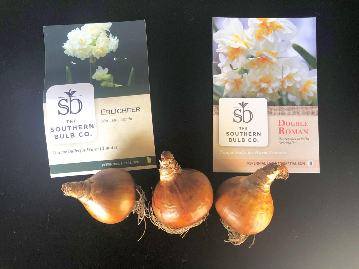 Time To Plant Spring Blooming Bulbs Home And Garden