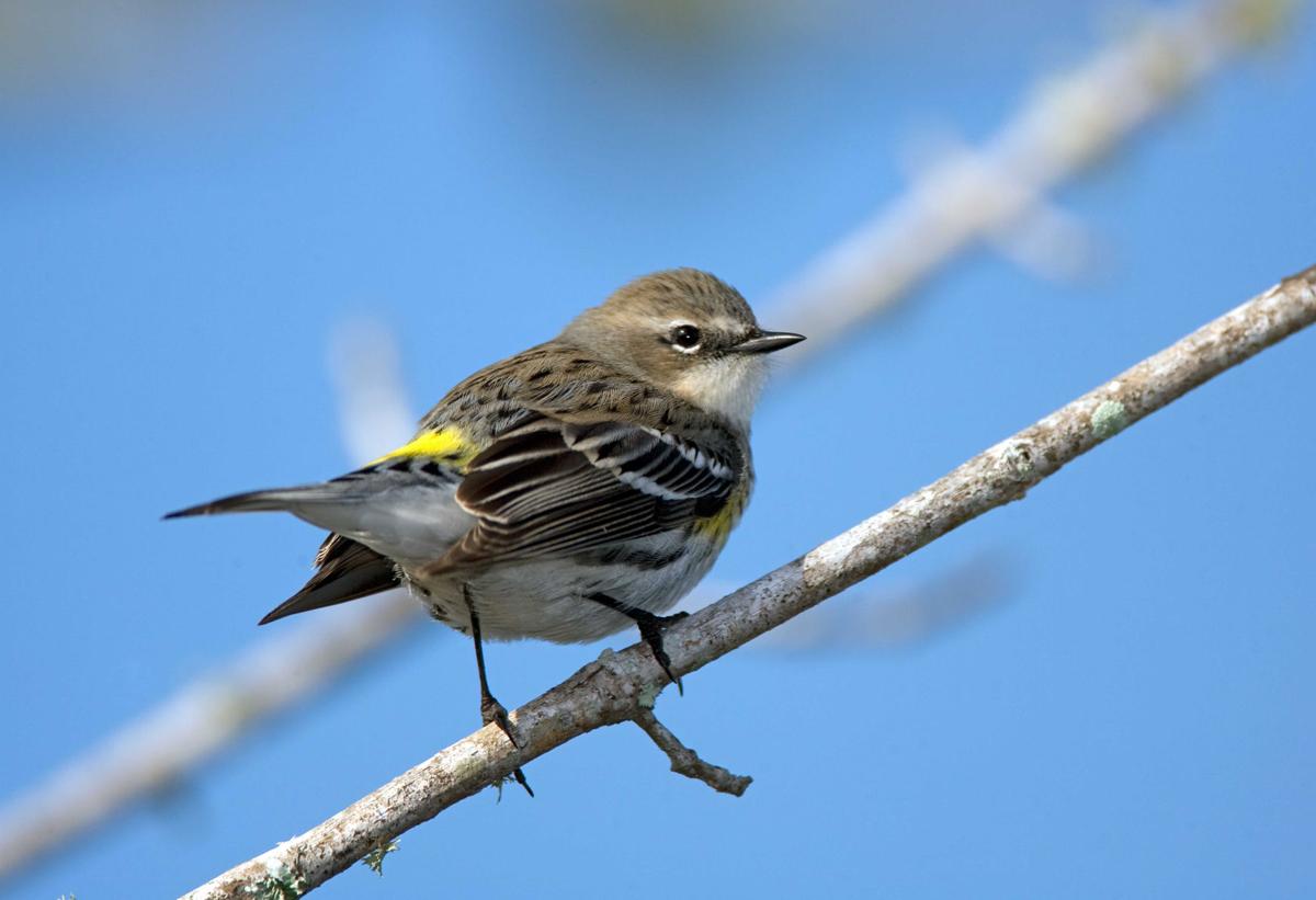 Winter Warblers Important Part Of Ecosystem Local News
