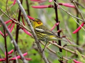 Birding during spring migration can prove to be a treat