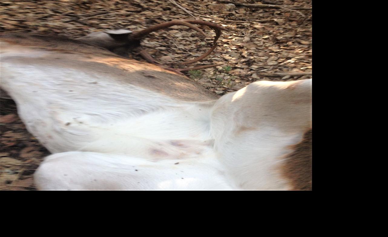 Rare Antlered Doe Shot Victoriaadvocate Com