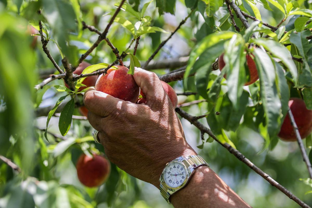 Master Gardeners Visit A Transformed Knopp Branch Farm News Victoriaadvocate Com