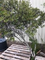 Master Gardeners Wax myrtles are hardy native trees with bayberry aroma