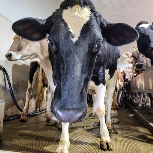 Dairy Breakfast Holstein